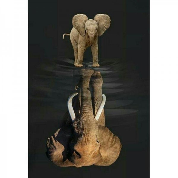 Reflection In Water Elephant square