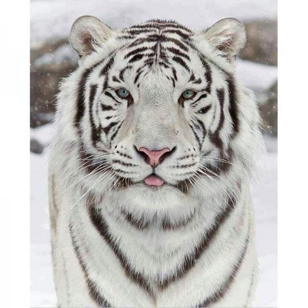 White Tiger