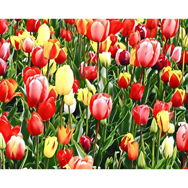 Tulip Field Diamond Art Painting