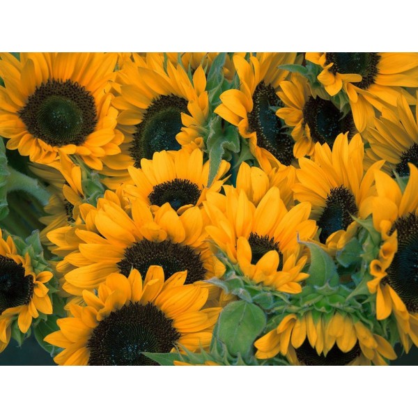 Sunflowers Galore Diamond Painting
