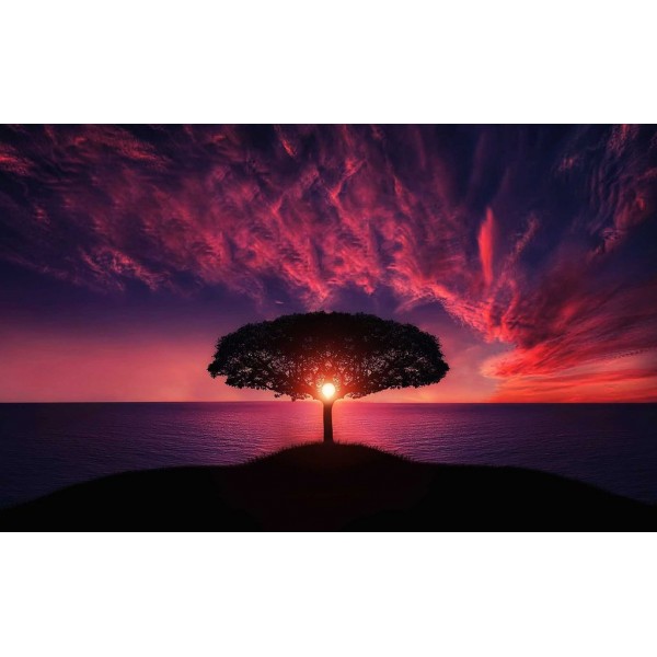 Sunset Tree Alone