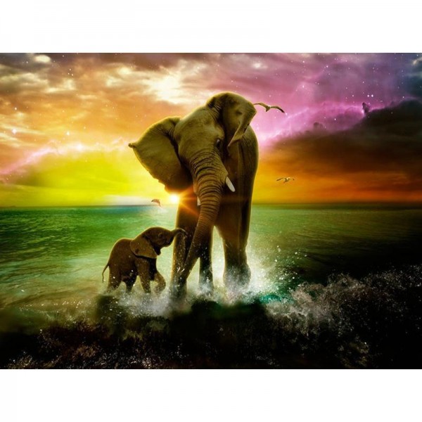 Sunset Sea Elephant