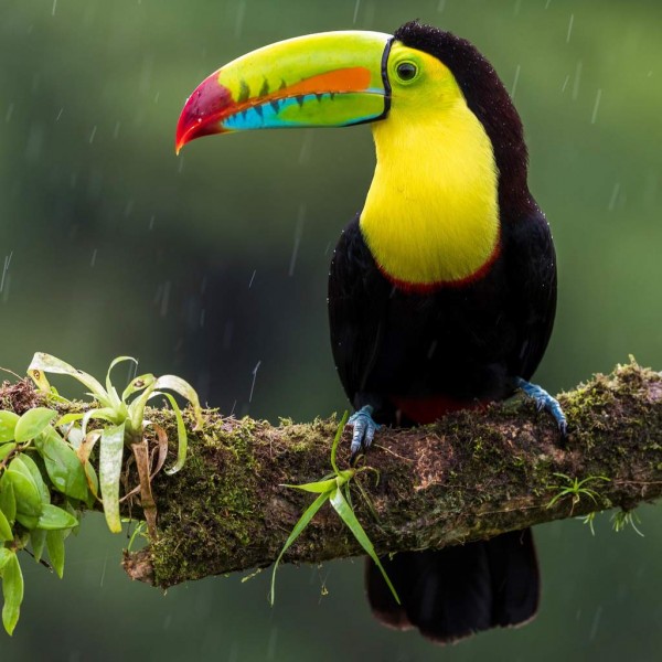 Tommy Tucan Diamond Painting