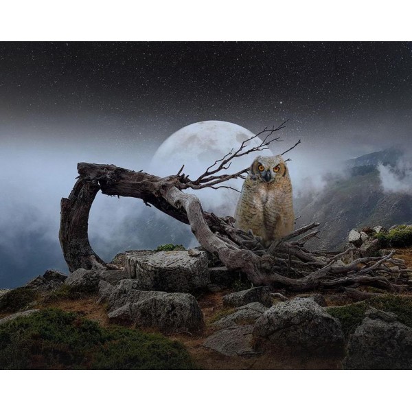 Night Owl Diamond Art