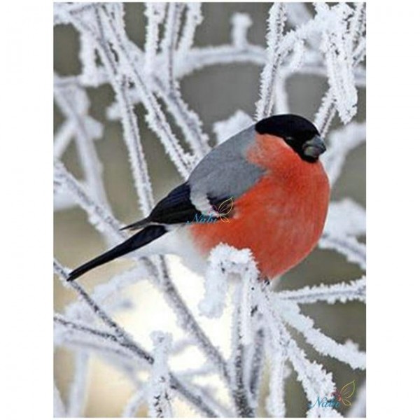 Multiple Bird Diamond Paintings