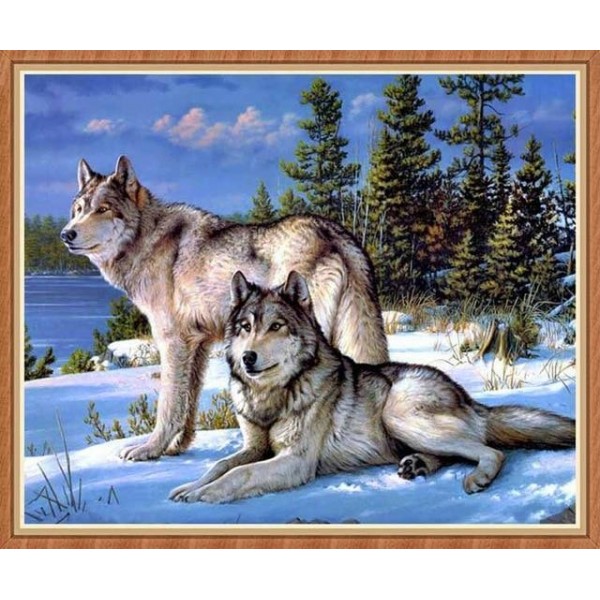 Winter Wolves Resting