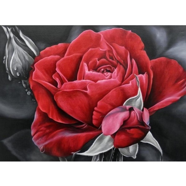 Stunning Red Rose