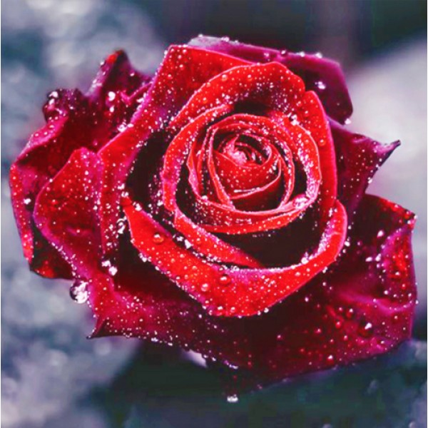 Glorious Red Rose Diamond Painting round