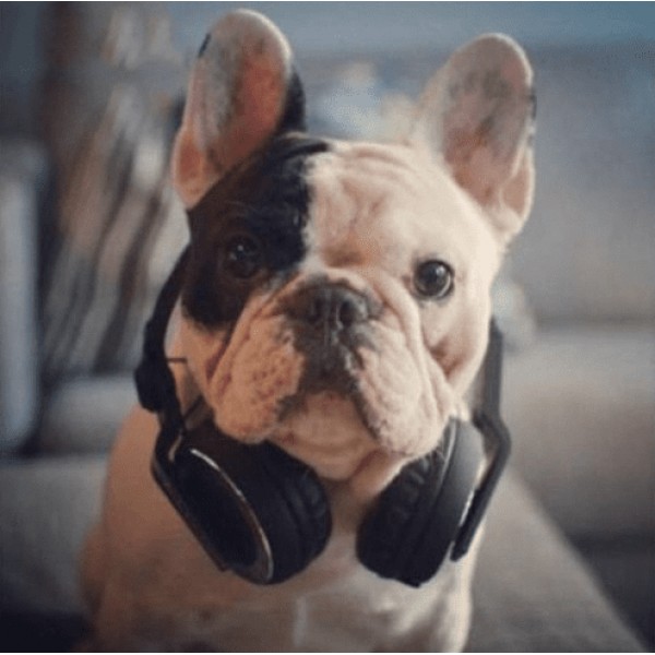 Cute French Bulldog Diamond Painting